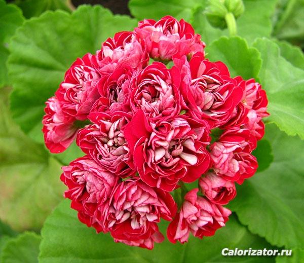 Cook s Scarlet and White