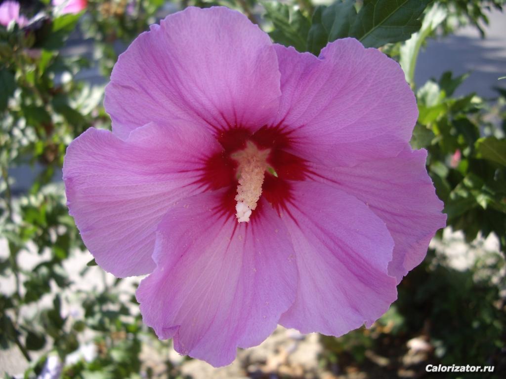 IMG-26f1aa85275ef69248dd7b5717f572cf-V