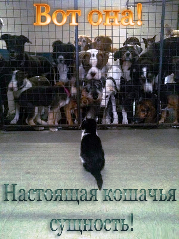 Кошачья сущность