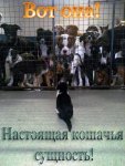 Кошачья сущность