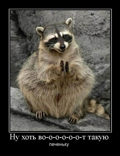 Ну хоть во-о-о-т такую печеньку.