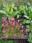 IMG-20250606-WA0046