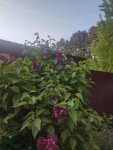 IMG-20250607-WA0007
