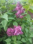 IMG-20250607-WA0009