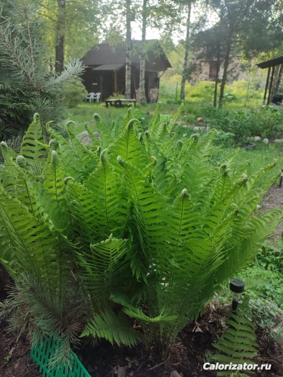 IMG-20250606-WA0054