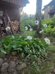 IMG-20250701-WA0001