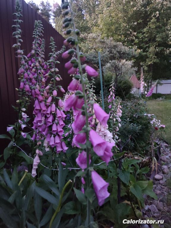 IMG 20250704 230946