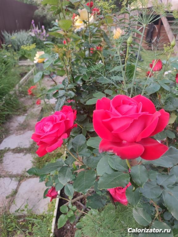 IMG 20250714 214535