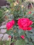 IMG 20250714 214535