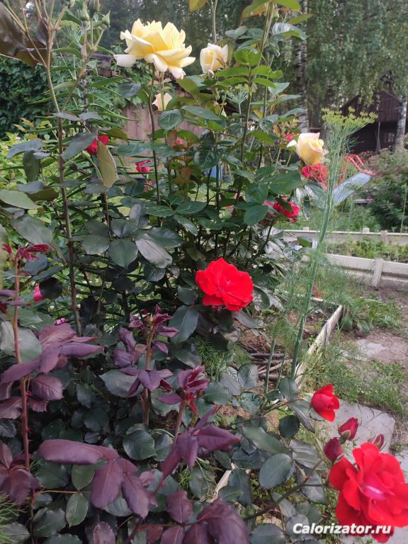 IMG 20250714 214601