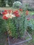 IMG-20250727-WA0008