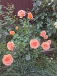 IMG 20250731 200438