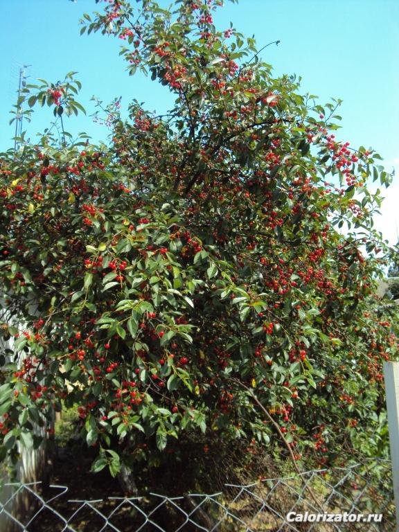 DSC02433