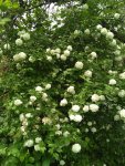 IMG 20170626 122514