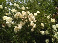IMG 20170626 122255