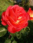 IMG-20180908-WA0001