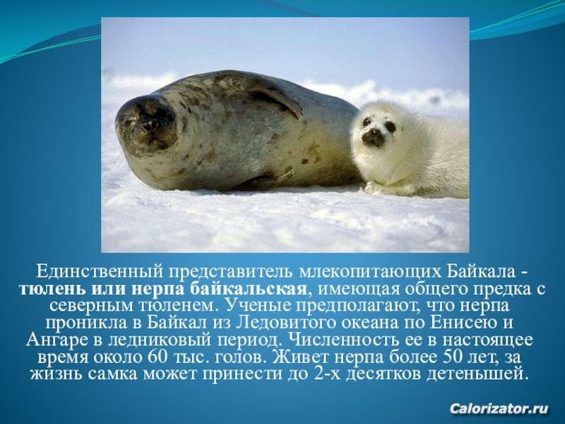 Baikal14