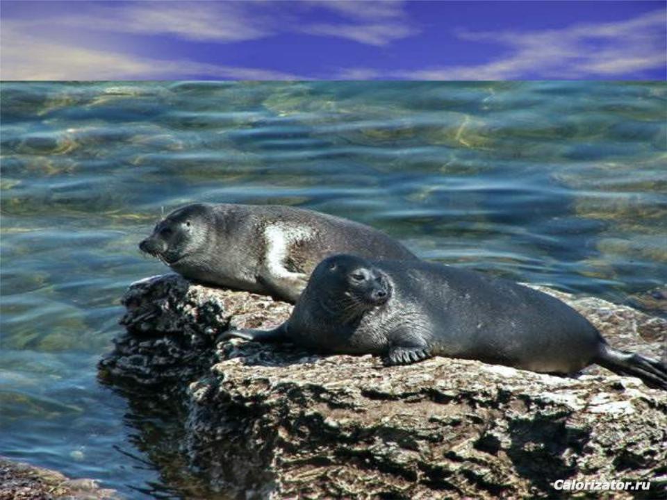 Baikal7