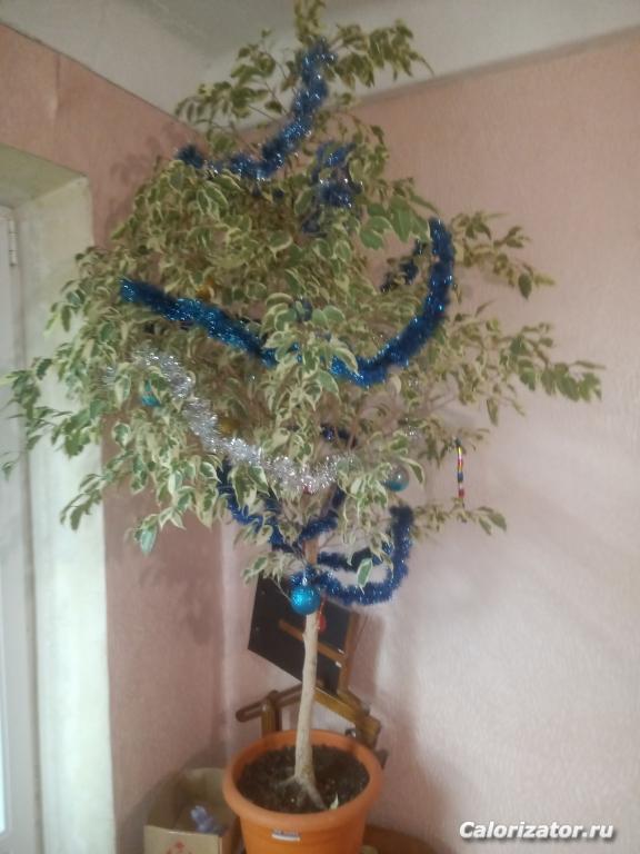 IMG 20211219 155723