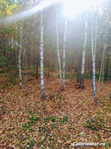 13 сент.19г.