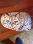 Кошка РУСТЯ