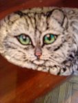 Кошка РУСТЯ