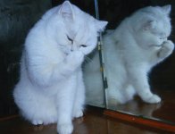 Кеша (Kesh)