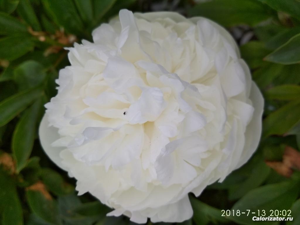 IMG 20180713 200224