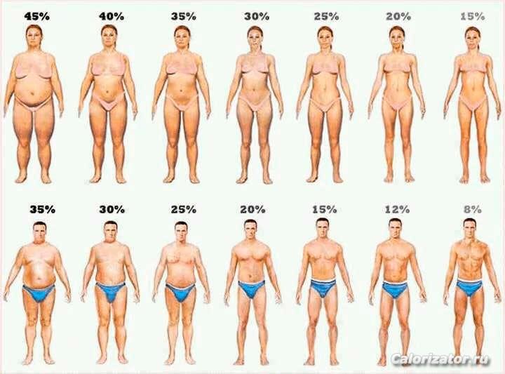 процент-телесного-жира