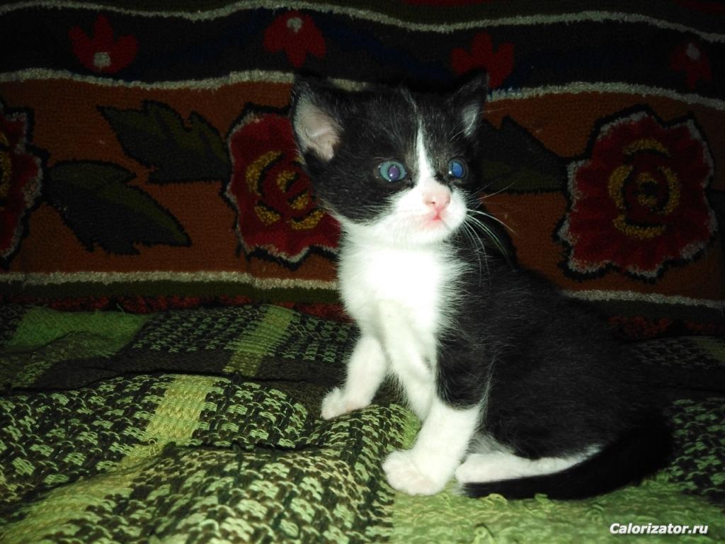 котик1