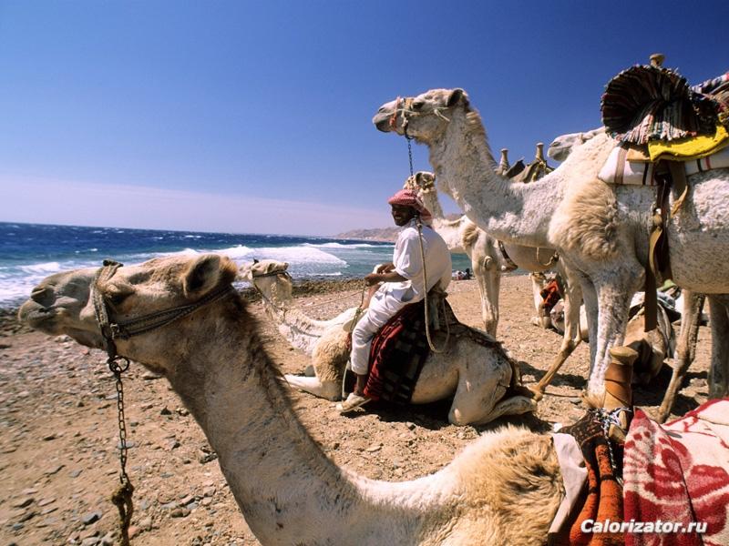Верблюды на пляже в Дахабе