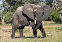 саванный слон