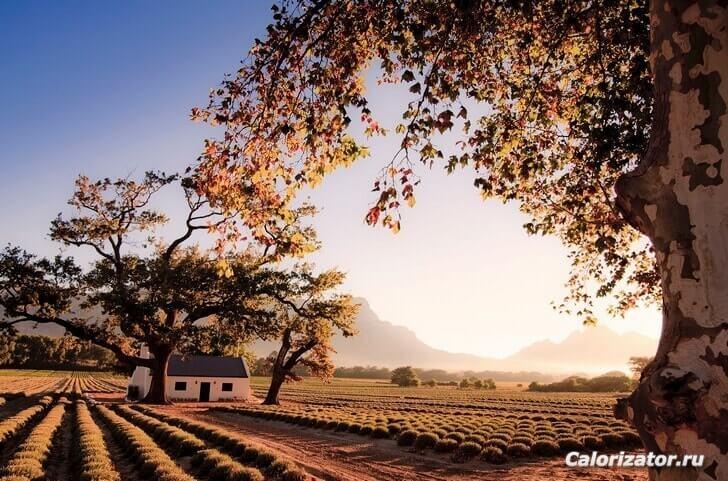 vinnye-fermy-franschhoek