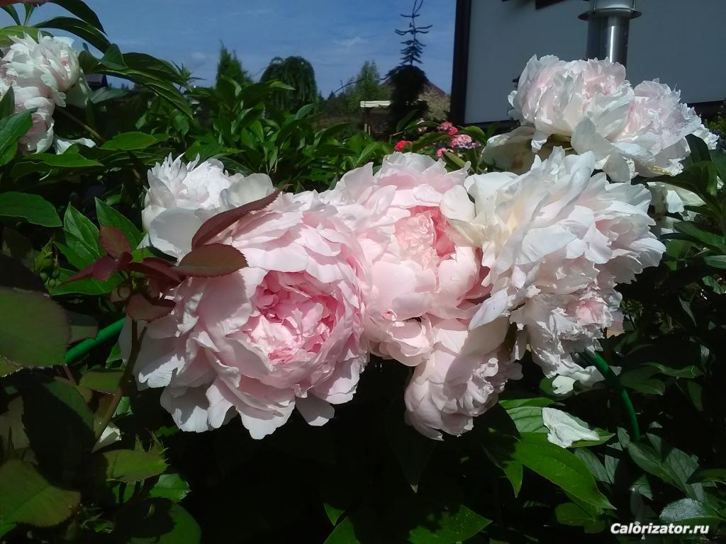 IMG 20190617 102041