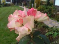 IMG 20191016 160019