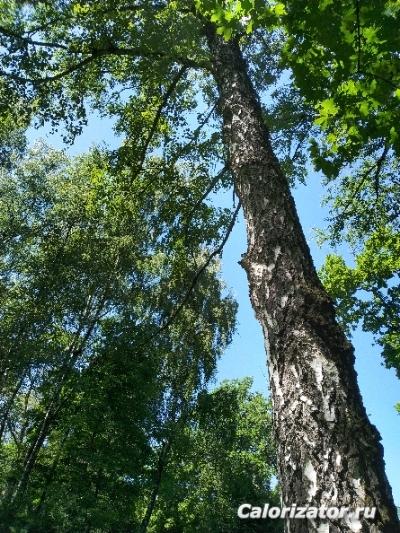 Берёзовый релакс