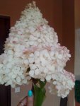 IMG 20220820 141414