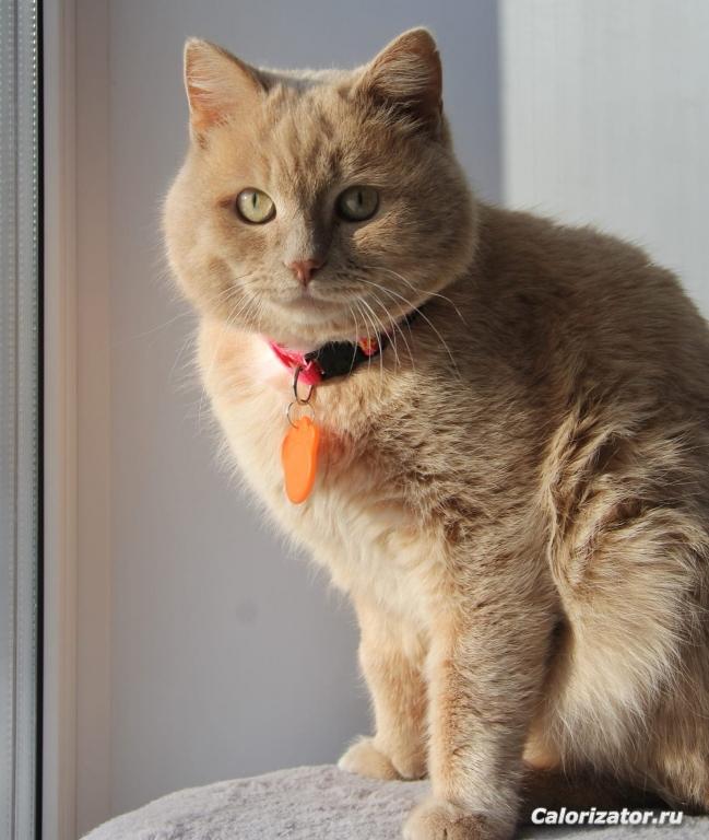 Котики3