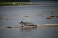 sea cat