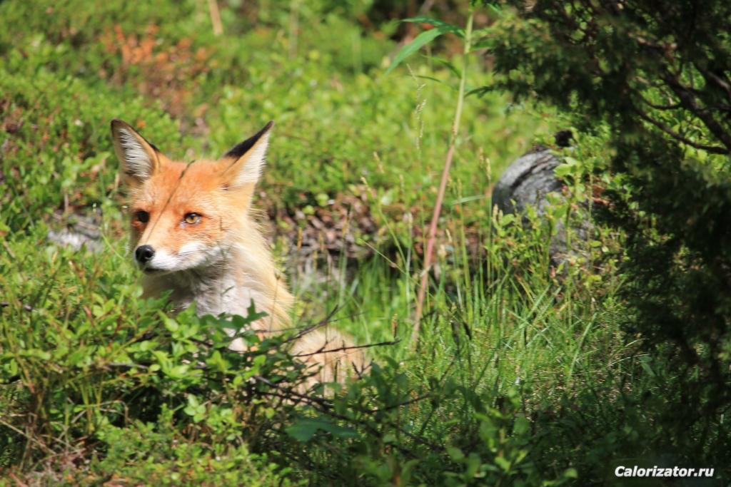 fox2