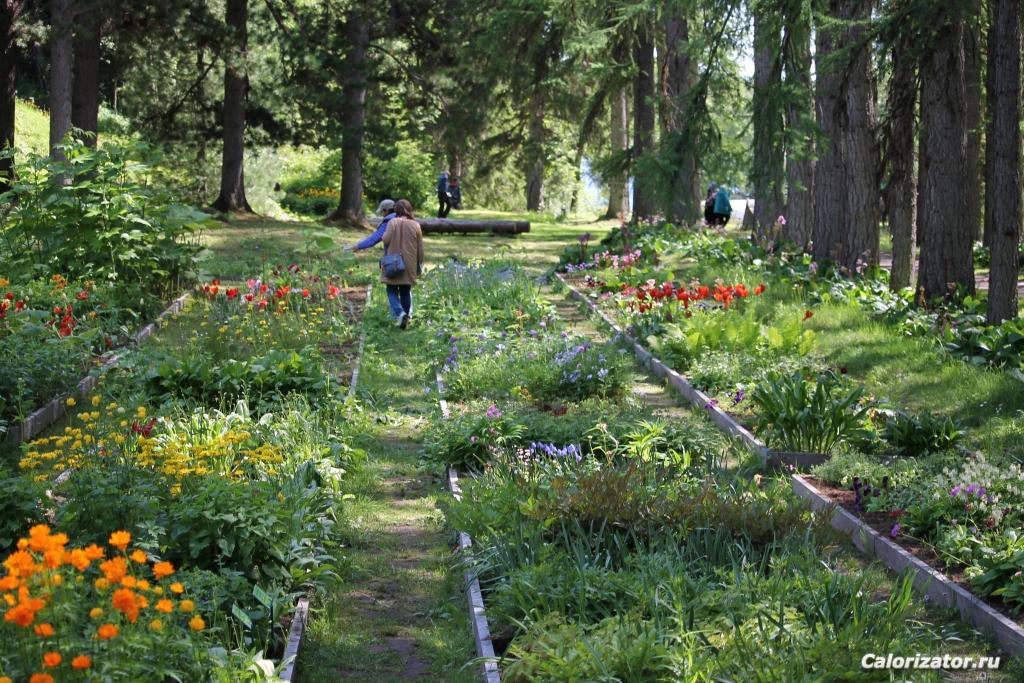 garden