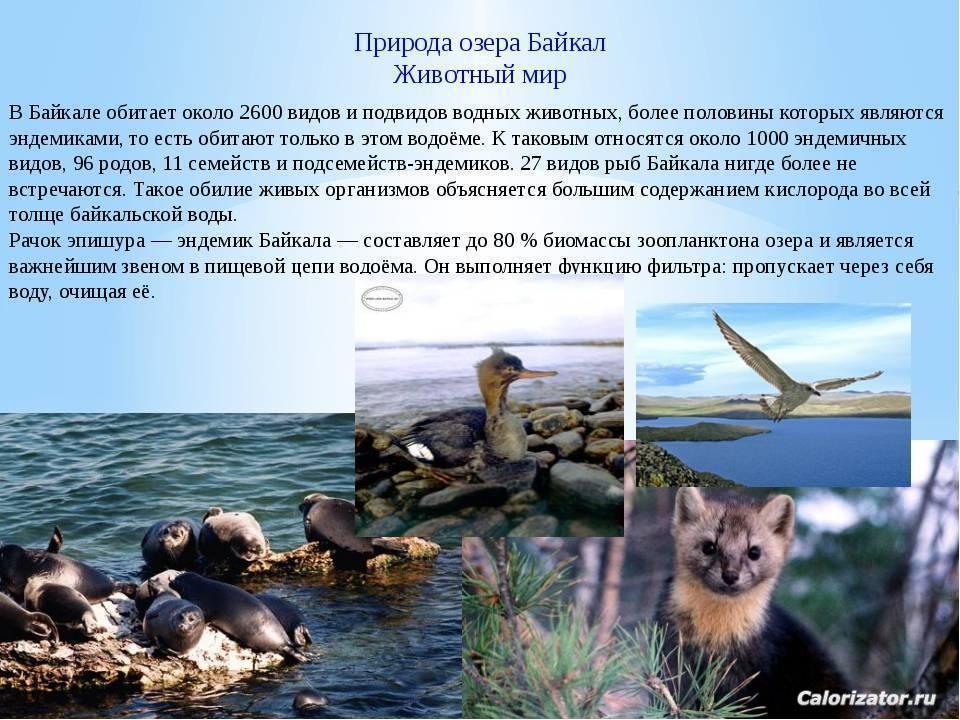 Baikal15