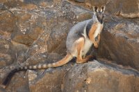 Yellow-footed-Rock-Wallaby-Standing