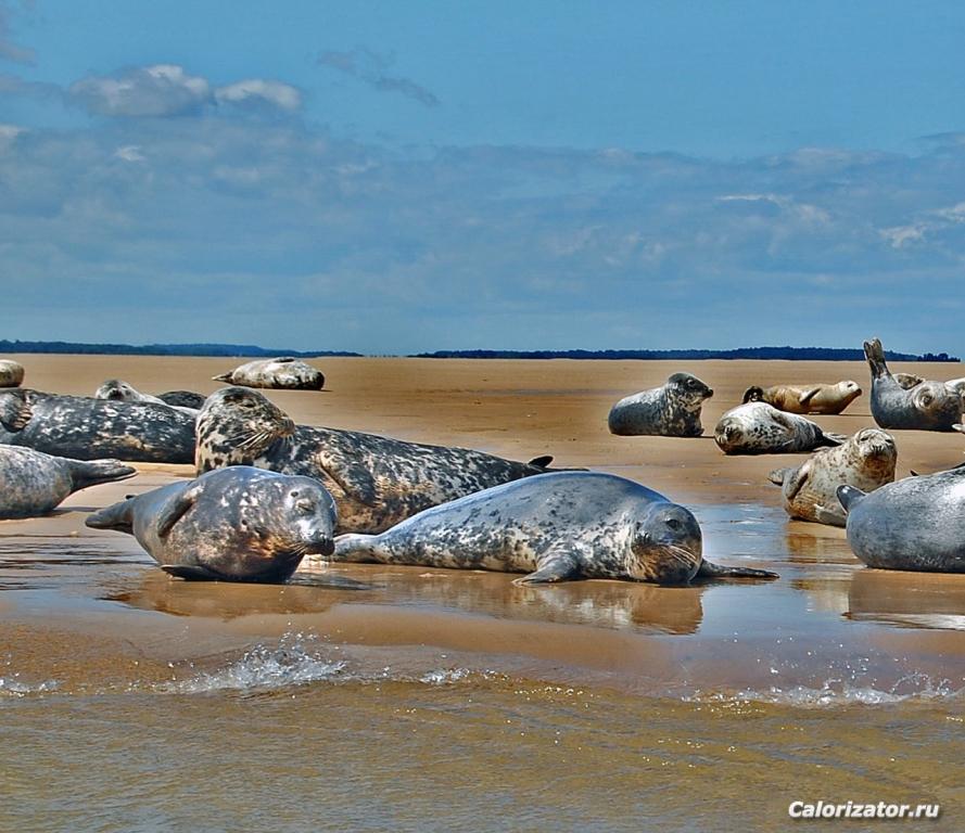 Grey seals, Stiffkey, Norfolk