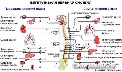 Нервная система