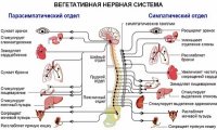 Нервная система