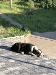 Сладкий утренний сон