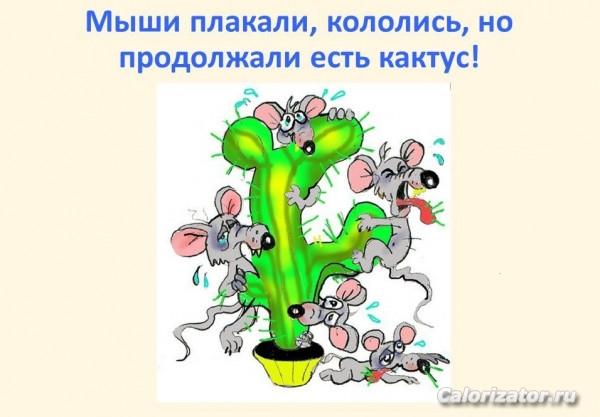 Мыши