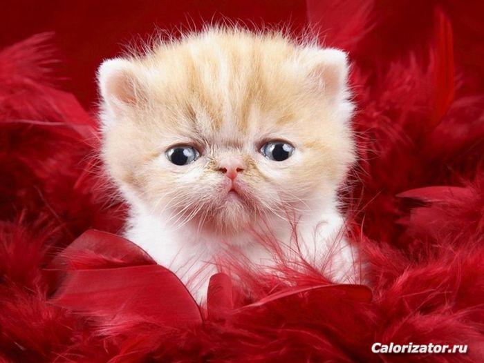 the cutest baby animals 15