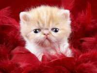 the cutest baby animals 15
